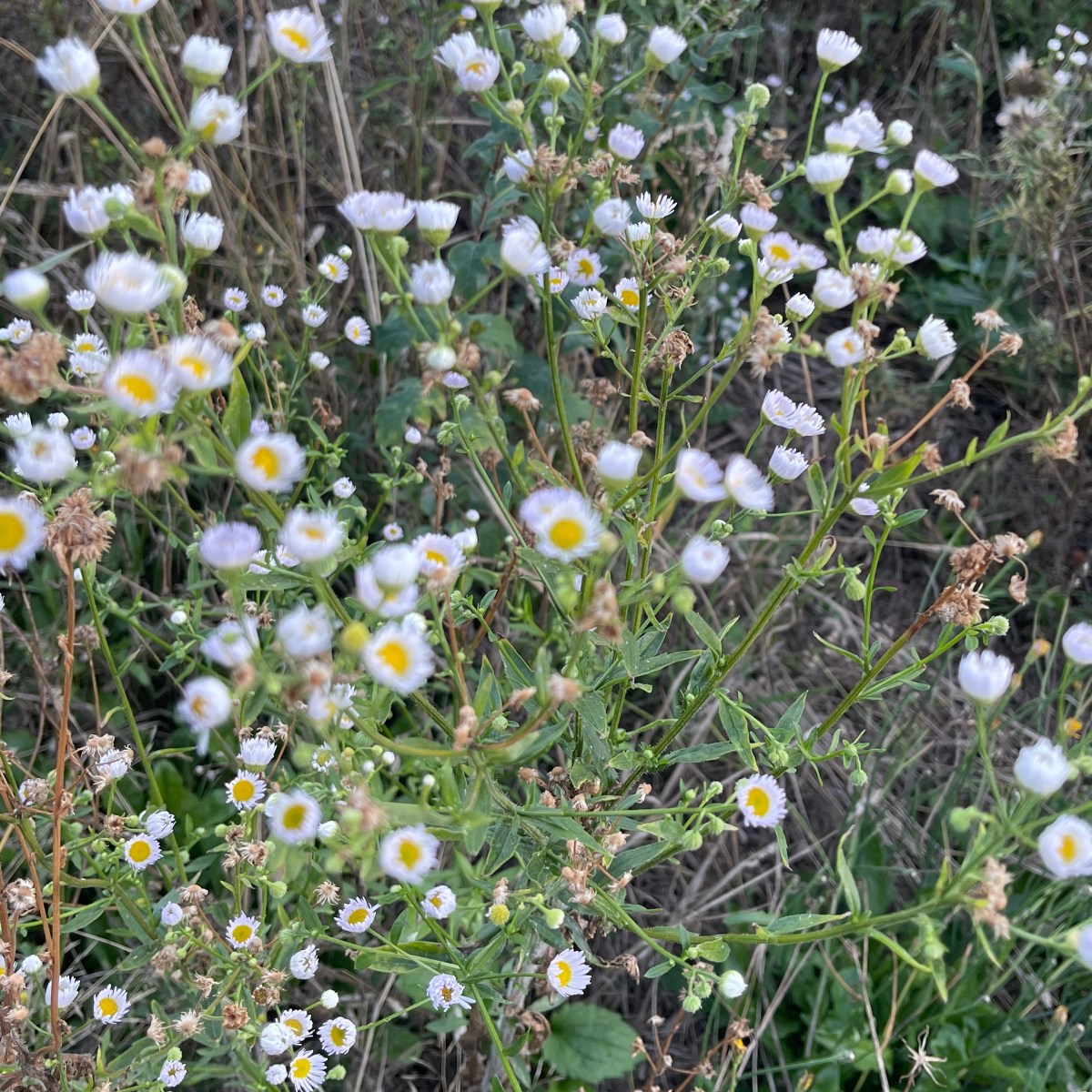 Not everyone likes&nbsp;me?